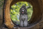 female Royal Standard Poodle