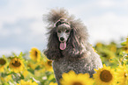 female Royal Standard Poodle