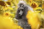 female Royal Standard Poodle