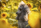 female Royal Standard Poodle