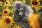 female Royal Standard Poodle