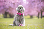 female Royal Standard Poodle