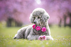 female Royal Standard Poodle