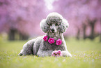 female Royal Standard Poodle