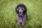 female Royal Standard Poodle