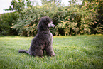 female Royal Standard Poodle