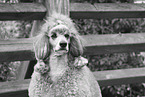 male Royal Standard Poodle