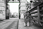 male Royal Standard Poodle