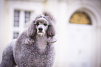 male Royal Standard Poodle