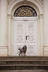 male Royal Standard Poodle