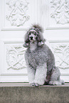 male Royal Standard Poodle
