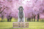 male Royal Standard Poodle