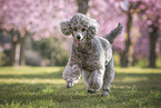 male Royal Standard Poodle