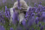 male Royal Standard Poodle