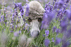 male Royal Standard Poodle