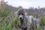 male Royal Standard Poodle