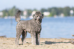 male Royal Standard Poodle