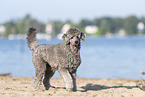 male Royal Standard Poodle