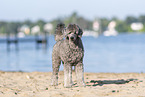 male Royal Standard Poodle