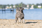 male Royal Standard Poodle