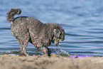 male Royal Standard Poodle