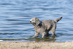 male Royal Standard Poodle