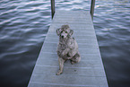 male Royal Standard Poodle