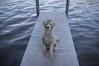 male Royal Standard Poodle