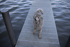 male Royal Standard Poodle