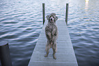 male Royal Standard Poodle