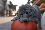 male Royal Standard Poodle