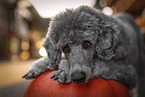 male Royal Standard Poodle