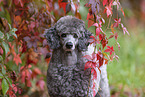 male Royal Standard Poodle