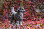 male Royal Standard Poodle