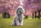 male Royal Standard Poodle