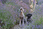 2 dogs