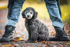 young Royal Standard Poodle