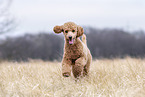 Royal Standard Poodle in autumn