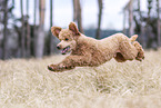Royal Standard Poodle in autumn