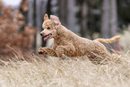 Royal Standard Poodle in autumn