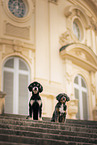 2 dogs