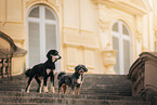 2 dogs