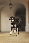 adult Royal Standard Poodle