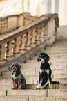 2 dogs