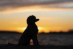 male Royal Standard Poodle