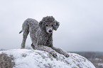 male Royal Standard Poodle