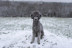 male Royal Standard Poodle