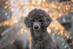 male Royal Standard Poodle