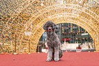 male Royal Standard Poodle