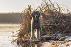 male Royal Standard Poodle
